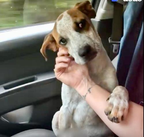 Dog's "Thank You"
