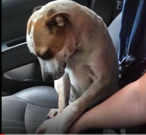 Dog's "Thank You"