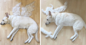 dog-fur-art