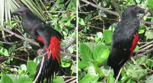 Dracula's Parrots