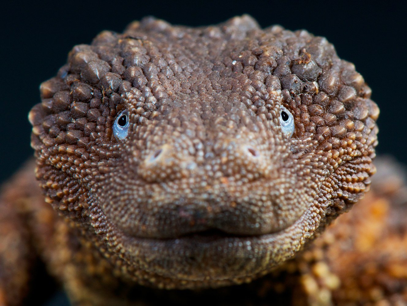 Borneo Earless Monitor lizard
