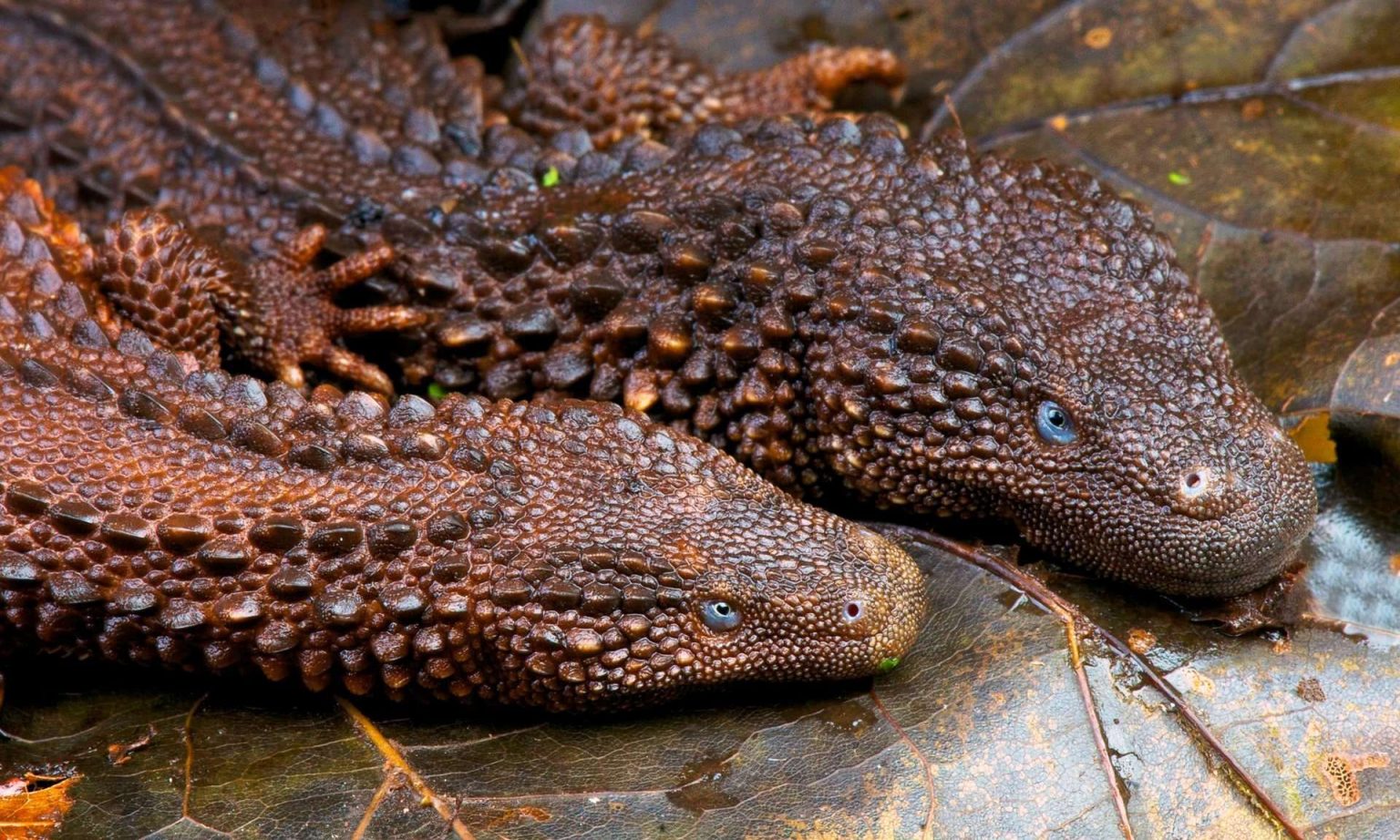 Borneo Earless Monitor lizard