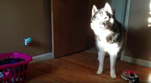 Husky responds the Mama for Scolding over Stolen Shoe