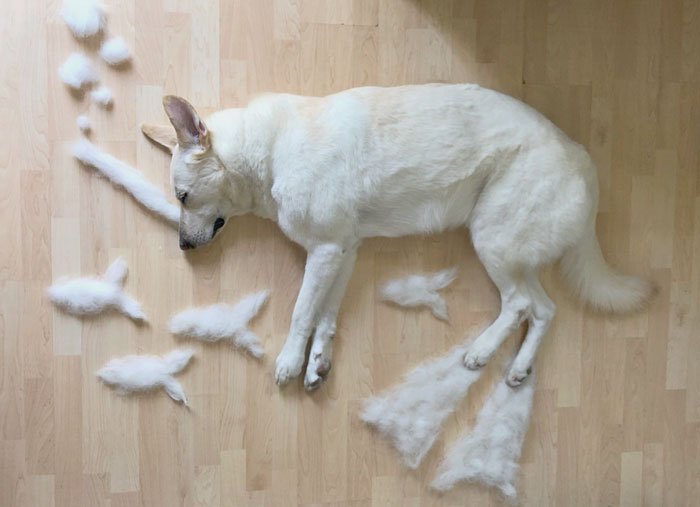 dog-fur-art