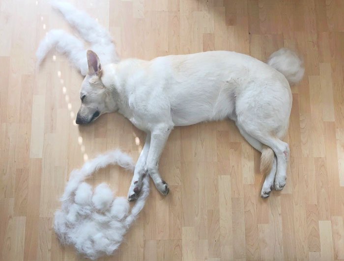 dog-fur-art