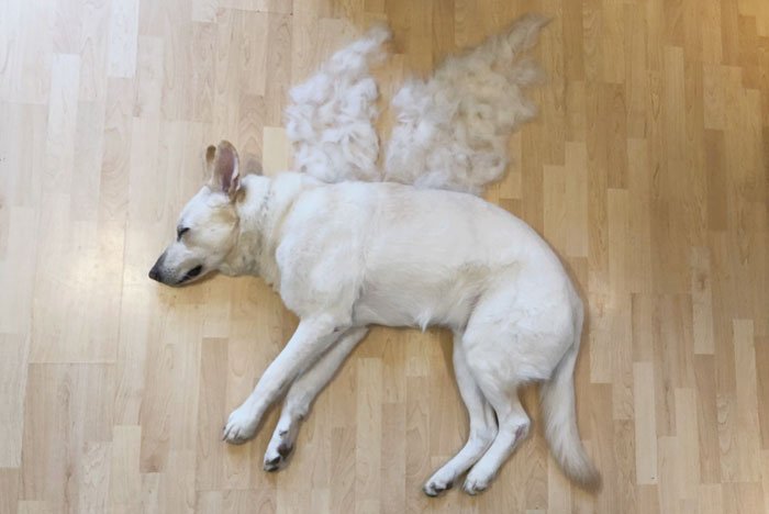 dog-fur-art