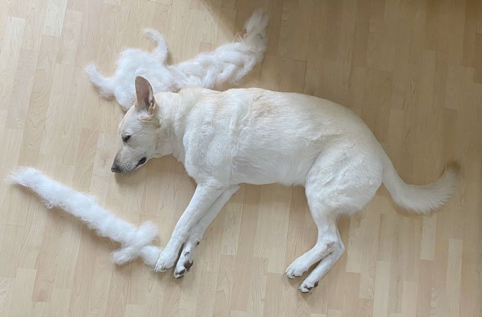 dog-fur-art