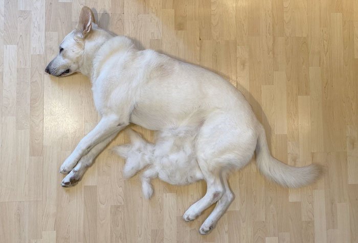 dog-fur-art