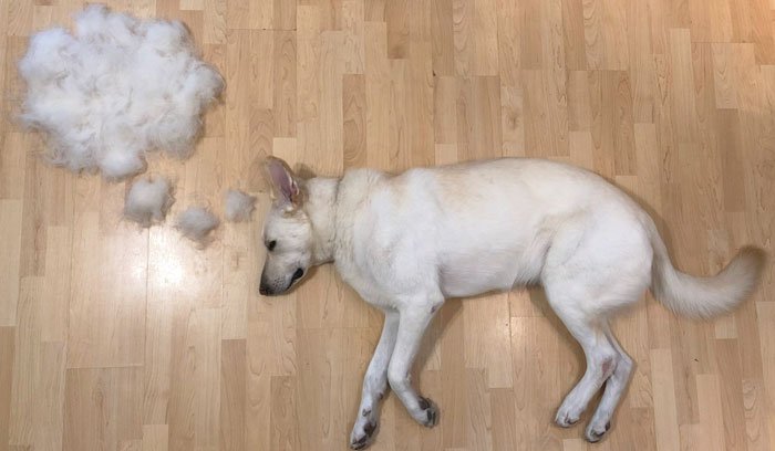 dog-fur-art