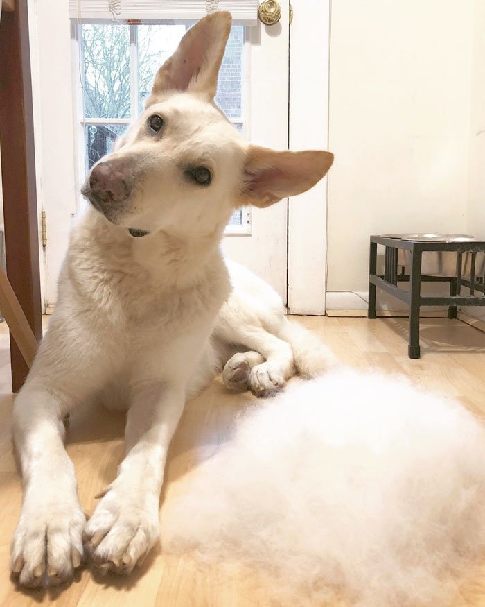 dog fur art