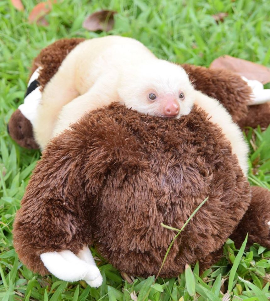 Sloth Sanctuary Costa Rica