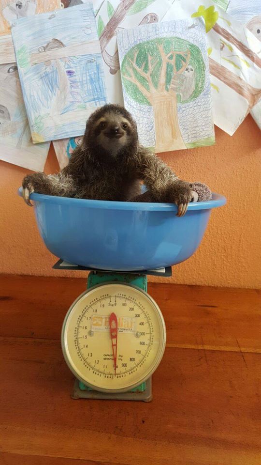 Rescue Baby Sloths