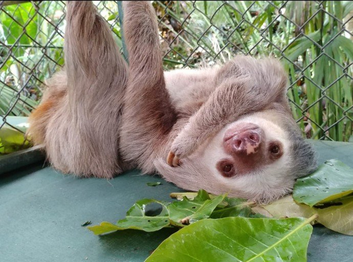 Rescue Baby Sloths