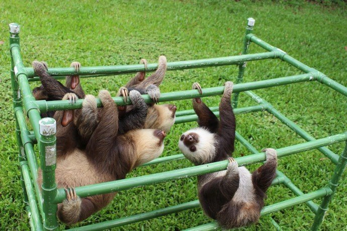 Rescue Baby Sloths