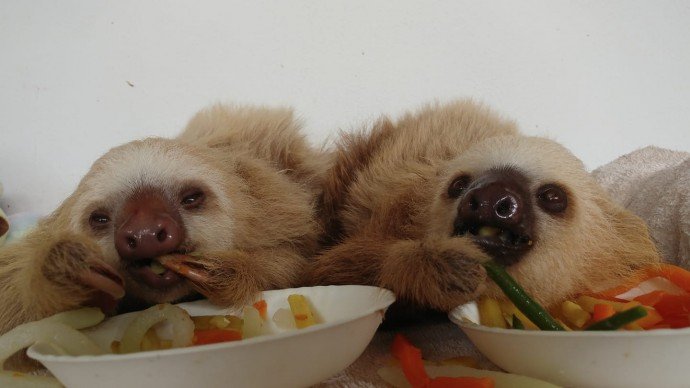 Rescue Baby Sloths