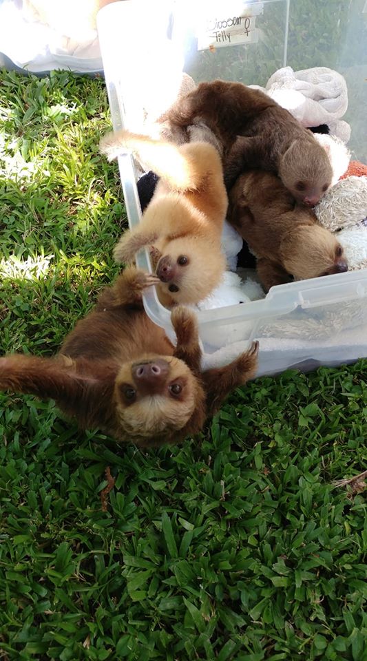 types of Sloths living