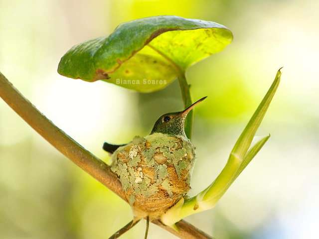 Hummingbird Builds A Home With A Roof