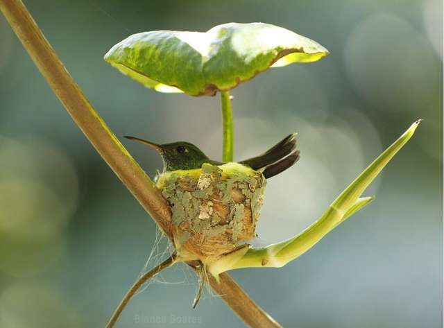 Hummingbird Builds A Home With A Roof