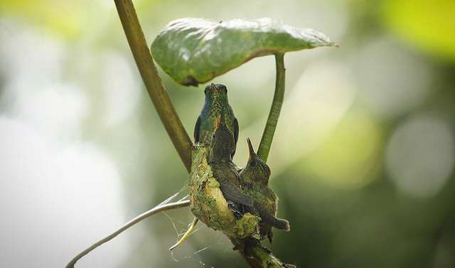 Hummingbird Builds A Home With A Roof