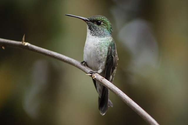 Hummingbird Builds A Home With A Roof