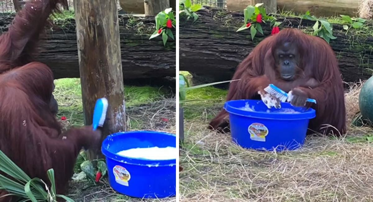 Orangutan Knows How to Wash Hands to Prevent from COVID-19