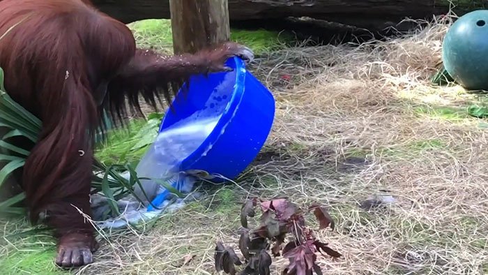 Orangutan Knows How to Wash Hands to Prevent from COVID-19