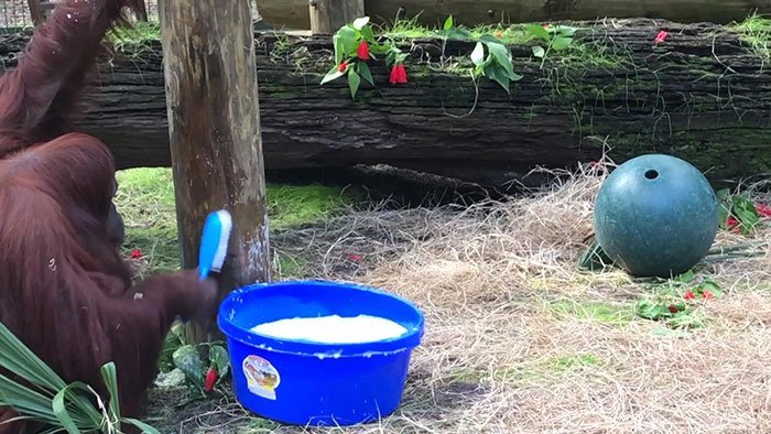 Orangutan Knows How to Wash Hands to Prevent from COVID-19
