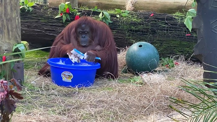 Orangutan Knows How to Wash Hands to Prevent from COVID-19