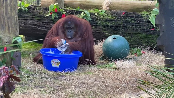 Orangutan Knows How to Wash Hands to Prevent from COVID-19
