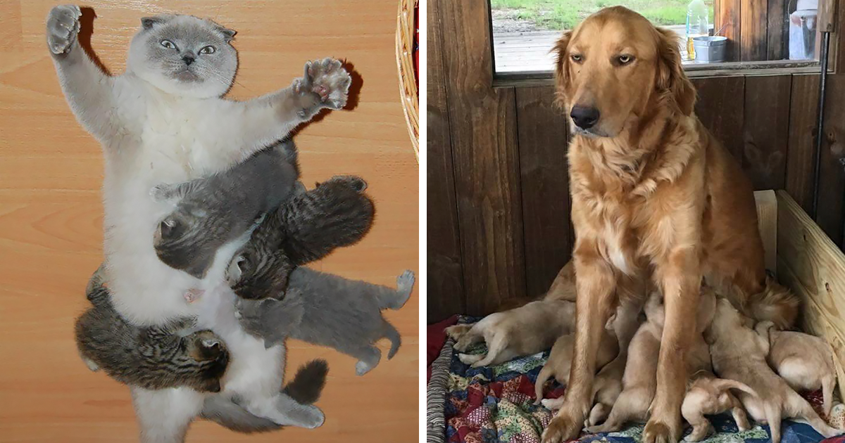 10 Photos Of Animal Mothers Expressing What Motherhood Is Really Like