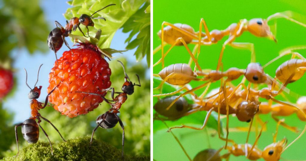 Get Rid of Ants from Your Garden