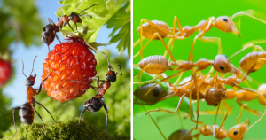 Get Rid of Ants from Your Garden