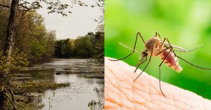  Deadly Mosquito-Borne Disease Brewing In North Eastern America