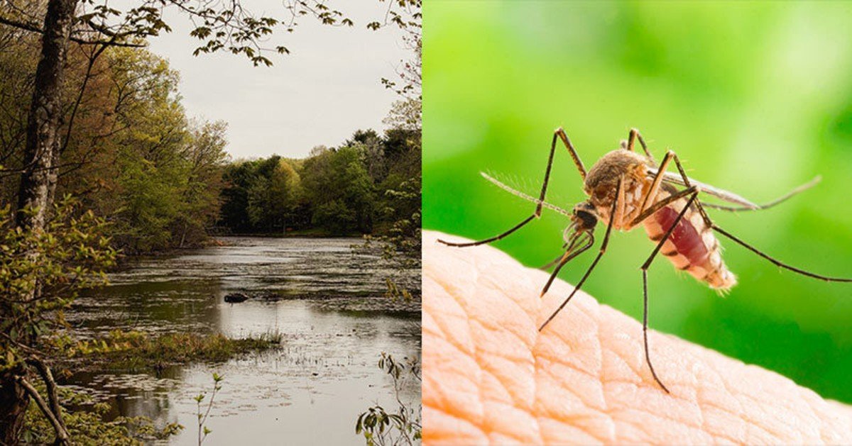 Deadly Mosquito-Borne Disease Brewing In North Eastern America