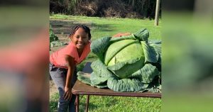 Dedicated Third-Grader Grows A Cabbage Weighing 31 Pounds