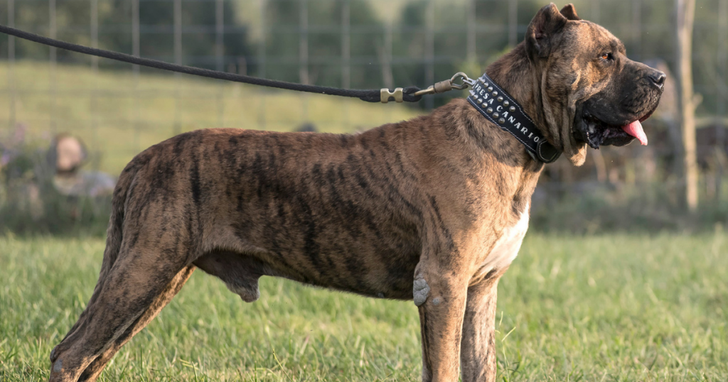 About Presa Canario Puppies