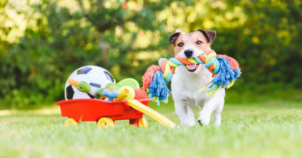 Choosing Toys For Pets