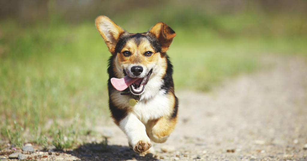 Benefits Of An Automatic Dog Water Bowl