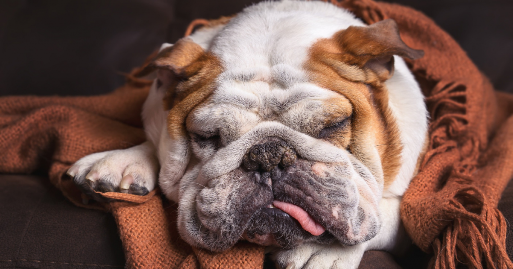 Benefits Of CBD Oil For Dogs