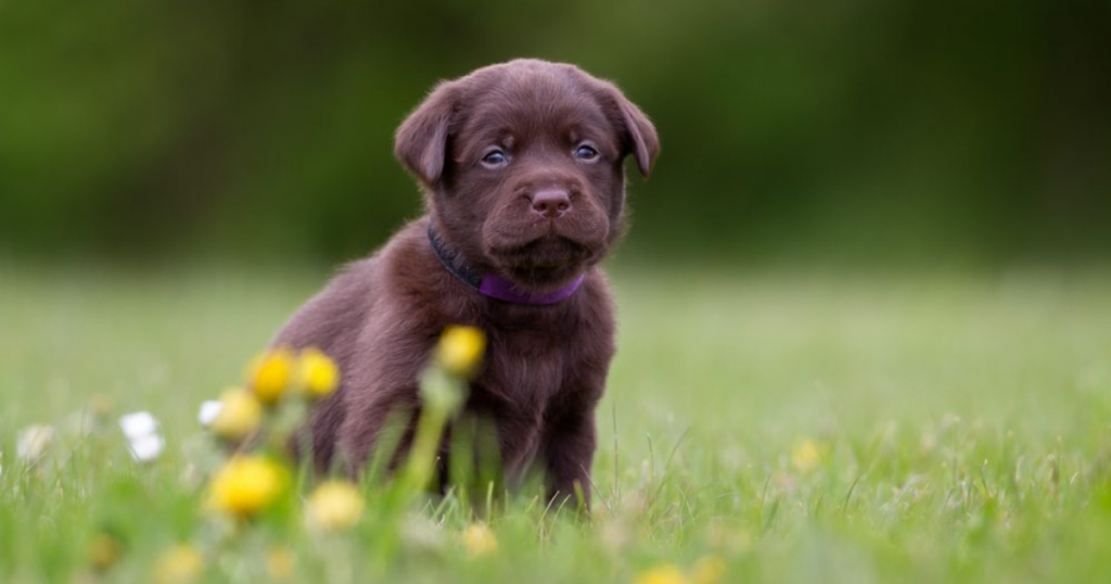 Puppy Mistakes