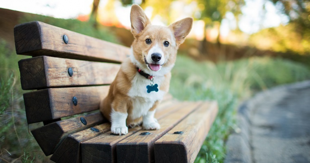 Pet tags