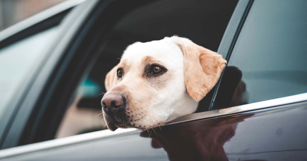 Dog Transport Service