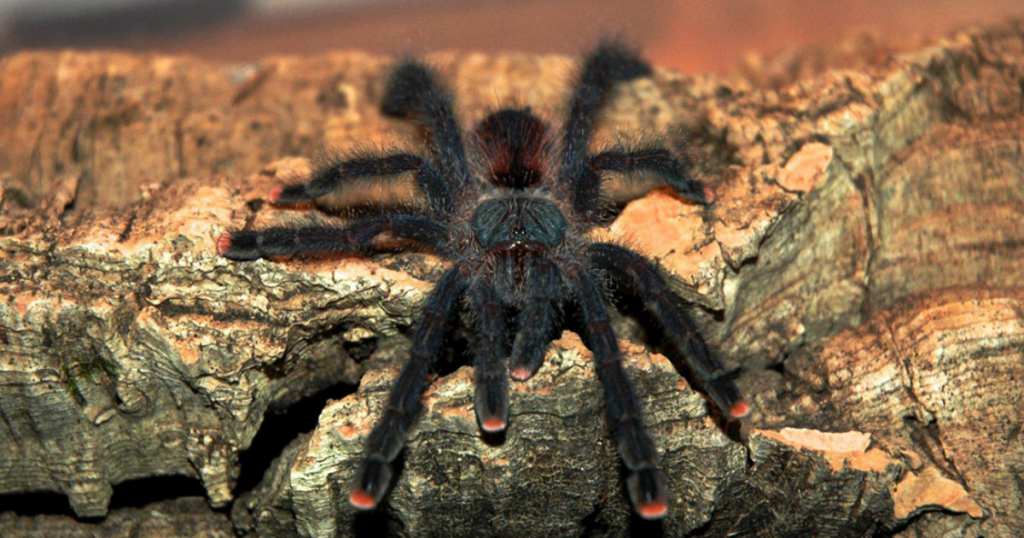 Perfect Diet For An Avicularia Avicularia