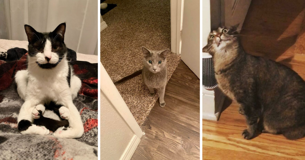 Best Of Funny Cats