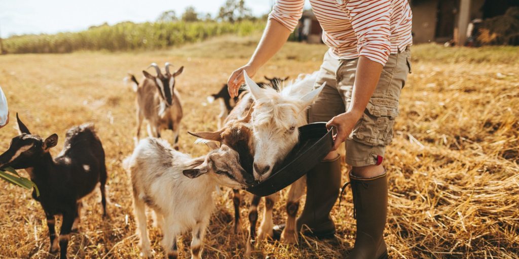 Tips For Setting Up Your Property For Farm Animals