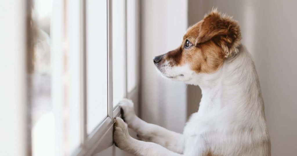 How Can Behavior Modification Help Your Dog