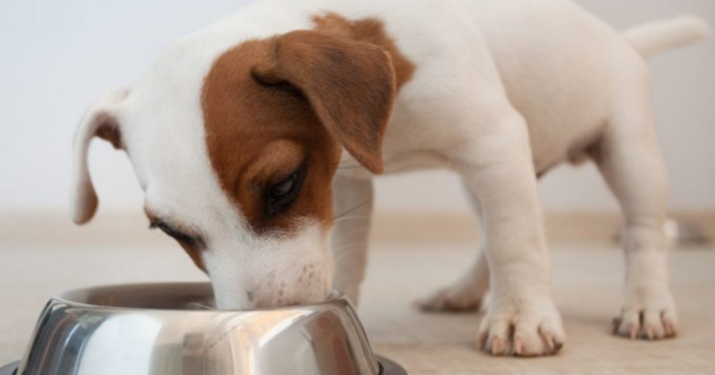 Feeding A Puppy