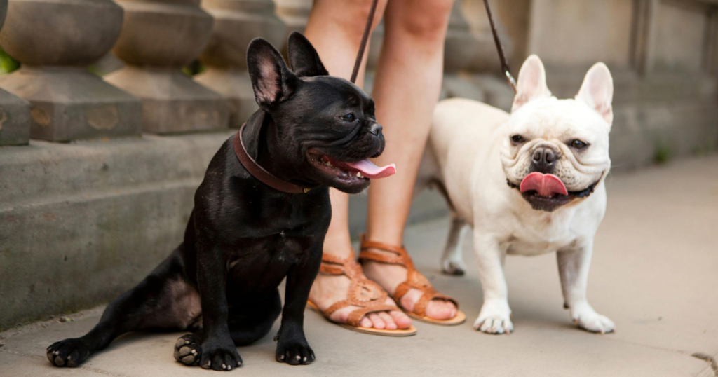 Common Health Issues of French Bulldogs