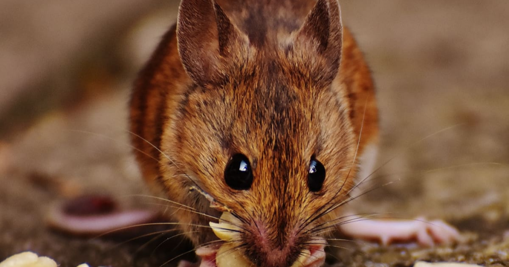 How to Catch a Mouse