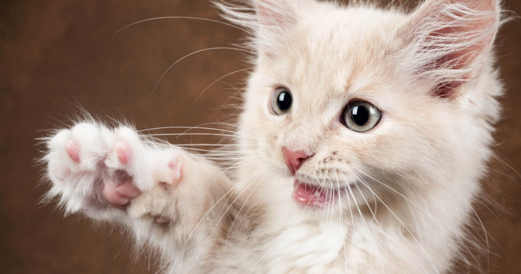 Selecting Pet Photographers